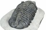 Huge Phacopid (Drotops) Trilobite - Issoumour, Morocco #363237-4